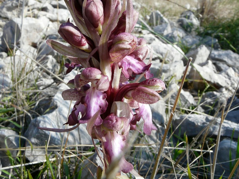 Paesaggio del Gargano